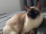 004 - Siamese Kitten For Sale - 