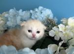 Sunshine - Scottish Fold Kitten For Sale - Aliso Viejo&comma; CA&comma; US