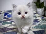 Derek - Ragdoll Kitten For Sale - Tuscaloosa&comma; AL&comma; US