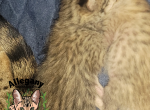 F3 Savannah Female Nani - Savannah Kitten For Sale - Warren&comma; PA&comma; US