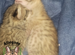 F3 Savannah Female Mertle - Savannah Kitten For Sale - Warren&comma; PA&comma; US