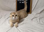 Scalawag - Scottish Fold Kitten For Sale - 
