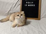 Polly - Scottish Fold Kitten For Sale - 