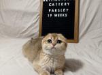 Parsley - Scottish Fold Kitten For Sale - 
