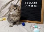 Edward - British Shorthair Kitten For Sale - Puyallup&comma; WA&comma; US