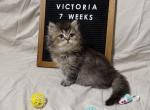 Victoria - British Shorthair Kitten For Sale - Puyallup&comma; WA&comma; US