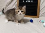 Rosalie - British Shorthair Kitten For Sale - Puyallup&comma; WA&comma; US