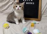 Bella - British Shorthair Kitten For Sale - Puyallup&comma; WA&comma; US