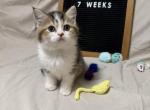 Charlie - British Shorthair Kitten For Sale - Puyallup&comma; WA&comma; US
