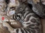 Bengal Kitten Silver Male - Bengal Kitten For Sale - 