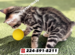 BENGAL KITTEN  CHARCOAL MALE - Bengal Kitten For Sale - 