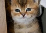 Moose - British Shorthair Kitten For Sale - 