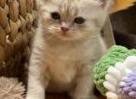 Ollie - British Shorthair Kitten For Sale - 