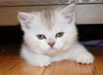 Kaia - British Shorthair Kitten For Sale - 