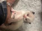 Bicolor seal point ragdoll kitten 4 weeks old - Ragdoll Kitten For Sale - 