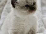 Pepper - Ragdoll Kitten For Sale - IL&comma; US