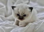 Clove - Ragdoll Kitten For Sale - 