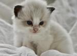 Juniper - Ragdoll Kitten For Sale - TN&comma; US