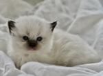 Chai - Ragdoll Kitten For Sale - 
