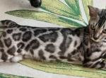 Silver Males - Bengal Kitten For Sale - 