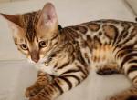 Kitkat - Bengal Cat For Adoption - Longmont&comma; CO&comma; US