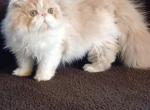 2 boys SEE PICS both CFA REGISTERED PERSIAN - Persian Kitten For Sale - PA&comma; US