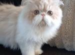 2 boys SEE PICS both CFA REGISTERED PERSIAN - Persian Kitten For Sale - PA&comma; US