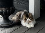 Brown patched tabby and white - Persian Kitten For Sale - Plymouth&comma; MN&comma; US