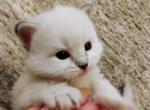Bobby - Siberian Kitten For Sale - 