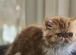 Persian Red White Female Kitten - Persian Kitten For Sale - Brooklyn&comma; NY&comma; US