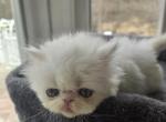 White Exotic Female - Exotic Kitten For Sale - Brooklyn&comma; NY&comma; US