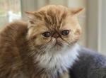Persian Red White Female Kitten - Persian Kitten For Sale - 