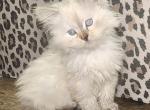 Ragdoll Siberian Female kitten - Ragdoll Kitten For Sale - Eagan&comma; MN&comma; US