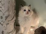 KiKi - Ragdoll Kitten For Sale - 
