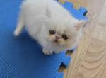 White Persian Male - Persian Kitten For Sale - Brooklyn&comma; NY&comma; US