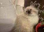 Misty - Ragdoll Kitten For Sale - Church Hill&comma; TN&comma; US