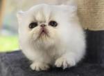 White Exotic Male 1 - Exotic Kitten For Sale - Brooklyn&comma; NY&comma; US