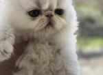 White Odd Eyes Persian Male - Persian Kitten For Sale - Brooklyn&comma; NY&comma; US