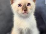 Beautiful Siamese kitty - Siamese Kitten For Sale - 