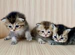 British Shorthair Dark Golden - British Shorthair Kitten For Sale - Orlando&comma; FL&comma; US