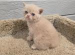Siegfried - Exotic Kitten For Sale - Fair Oaks&comma; CA&comma; US