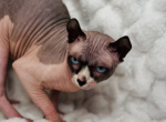 Buddha - Sphynx Cat For Sale/Service - 