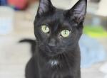 Astraea - Domestic Cat For Adoption - Bangor&comma; WA&comma; US