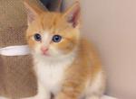 Handsome Orange Kitty - Domestic Kitten For Sale - Vancouver&comma; WA&comma; US