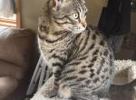 Artemis - Savannah Cat For Sale - Chimacum&comma; WA&comma; US