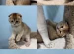 Litter A - Scottish Fold Kitten For Sale - 