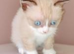 Grumpi's 4 girls - Snowshoe Kitten For Sale - Walterboro&comma; SC&comma; US