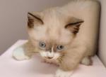 Grumpi's 4 girls - Snowshoe Kitten For Sale - Walterboro&comma; SC&comma; US