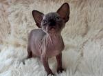 Mario - Sphynx Kitten For Sale - Orlando&comma; FL&comma; US