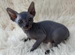 Luigi - Sphynx Kitten For Sale - Orlando&comma; FL&comma; US